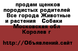 продам щенков породистых родителей - Все города Животные и растения » Собаки   . Московская обл.,Королев г.